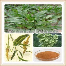 100% naturel de haute qualité Rumex Crispus extrait poudre